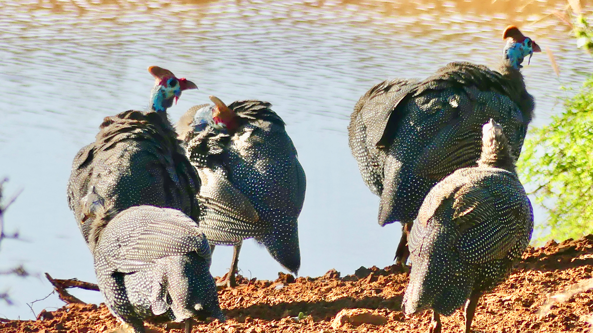Helmeted Guinea Fowl
